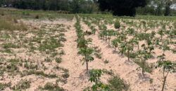 Discover this prime land plot located in Soi Rong Faifa – Bang Saray