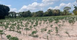 Discover this prime land plot located in Soi Rong Faifa – Bang Saray